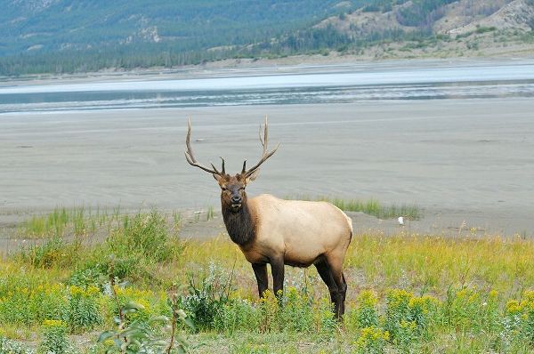 Canada-Alberta-Jasper National Park Male elk in field